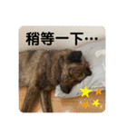 台湾犬たちの台湾華語（個別スタンプ：18）