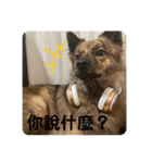 台湾犬たちの台湾華語（個別スタンプ：20）
