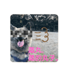 台湾犬たちの台湾華語（個別スタンプ：24）