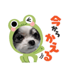 coco＆nuts2（個別スタンプ：3）
