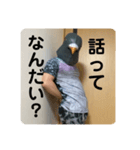 鳩人間の日常会話(インドアver)（個別スタンプ：6）