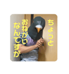 鳩人間の日常会話(インドアver)（個別スタンプ：9）