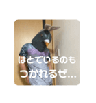 鳩人間の日常会話(インドアver)（個別スタンプ：27）