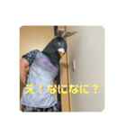 鳩人間の日常会話(インドアver)（個別スタンプ：28）