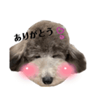 ぎんちゃま‼︎（個別スタンプ：13）