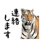 寅(トラ)の日常生活 ほほえみフレンズ（個別スタンプ：7）