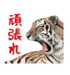 寅(トラ)の日常生活 ほほえみフレンズ（個別スタンプ：13）