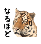 寅(トラ)の日常生活 ほほえみフレンズ（個別スタンプ：14）