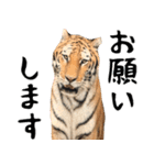 寅(トラ)の日常生活 ほほえみフレンズ（個別スタンプ：15）