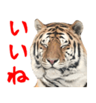 寅(トラ)の日常生活 ほほえみフレンズ（個別スタンプ：16）