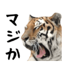 寅(トラ)の日常生活 ほほえみフレンズ（個別スタンプ：17）