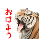 寅(トラ)の日常生活 ほほえみフレンズ（個別スタンプ：18）