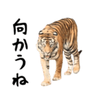 寅(トラ)の日常生活 ほほえみフレンズ（個別スタンプ：19）