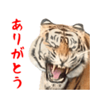 寅(トラ)の日常生活 ほほえみフレンズ（個別スタンプ：20）