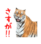 寅(トラ)の日常生活 ほほえみフレンズ（個別スタンプ：21）