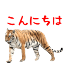 寅(トラ)の日常生活 ほほえみフレンズ（個別スタンプ：23）