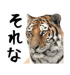 寅(トラ)の日常生活 ほほえみフレンズ（個別スタンプ：25）