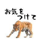 寅(トラ)の日常生活 ほほえみフレンズ（個別スタンプ：27）