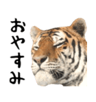 寅(トラ)の日常生活 ほほえみフレンズ（個別スタンプ：28）