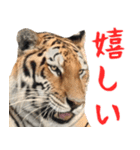 寅(トラ)の日常生活 ほほえみフレンズ（個別スタンプ：29）