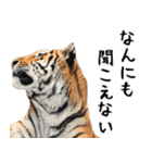 寅(トラ)の日常生活 ほほえみフレンズ（個別スタンプ：31）