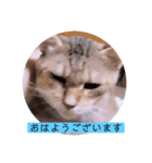 ガッシーねこーずちーず増し増しスタンプ（個別スタンプ：1）