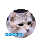 ガッシーねこーずちーず増し増しスタンプ（個別スタンプ：2）