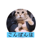 ガッシーねこーずちーず増し増しスタンプ（個別スタンプ：3）