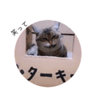 ガッシーねこーずちーず増し増しスタンプ（個別スタンプ：4）