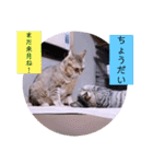 ガッシーねこーずちーず増し増しスタンプ（個別スタンプ：6）