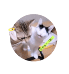 ガッシーねこーずちーず増し増しスタンプ（個別スタンプ：8）