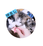 ガッシーねこーずちーず増し増しスタンプ（個別スタンプ：9）