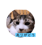 ガッシーねこーずちーず増し増しスタンプ（個別スタンプ：10）