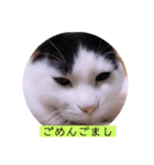 ガッシーねこーずちーず増し増しスタンプ（個別スタンプ：11）