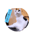 ガッシーねこーずちーず増し増しスタンプ（個別スタンプ：12）