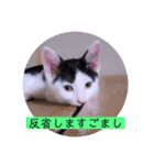 ガッシーねこーずちーず増し増しスタンプ（個別スタンプ：13）