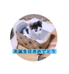 ガッシーねこーずちーず増し増しスタンプ（個別スタンプ：14）