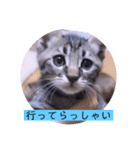 ガッシーねこーずちーず増し増しスタンプ（個別スタンプ：15）