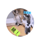 ガッシーねこーずちーず増し増しスタンプ（個別スタンプ：16）