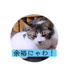 ガッシーねこーずちーず増し増しスタンプ（個別スタンプ：17）