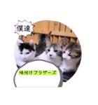 ガッシーねこーずちーず増し増しスタンプ（個別スタンプ：18）