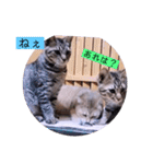 ガッシーねこーずちーず増し増しスタンプ（個別スタンプ：19）