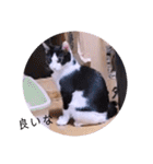ガッシーねこーずちーず増し増しスタンプ（個別スタンプ：22）