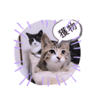 ガッシーねこーずちーず増し増しスタンプ（個別スタンプ：23）