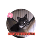 ガッシーねこーずちーず増し増しスタンプ（個別スタンプ：24）