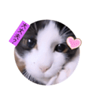 ガッシーねこーずちーず増し増しスタンプ（個別スタンプ：25）