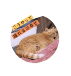 ガッシーねこーずちーず増し増しスタンプ（個別スタンプ：26）