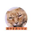 ガッシーねこーずちーず増し増しスタンプ（個別スタンプ：27）