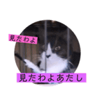 ガッシーねこーずちーず増し増しスタンプ（個別スタンプ：29）