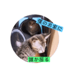 ガッシーねこーずちーず増し増しスタンプ（個別スタンプ：30）